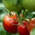 Tomate Rama